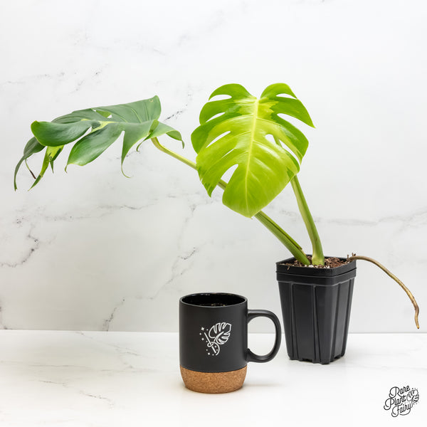 Monstera Deliciosa 'White Lava' (wk5-US)