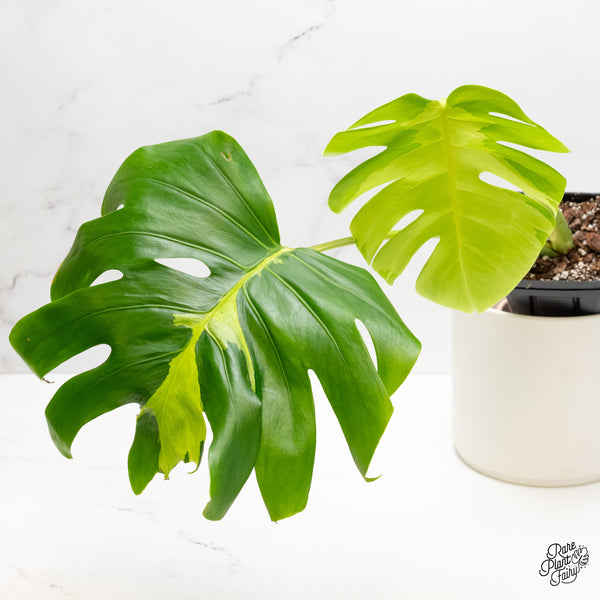 Monstera Deliciosa 'White Lava' (wk5-US)