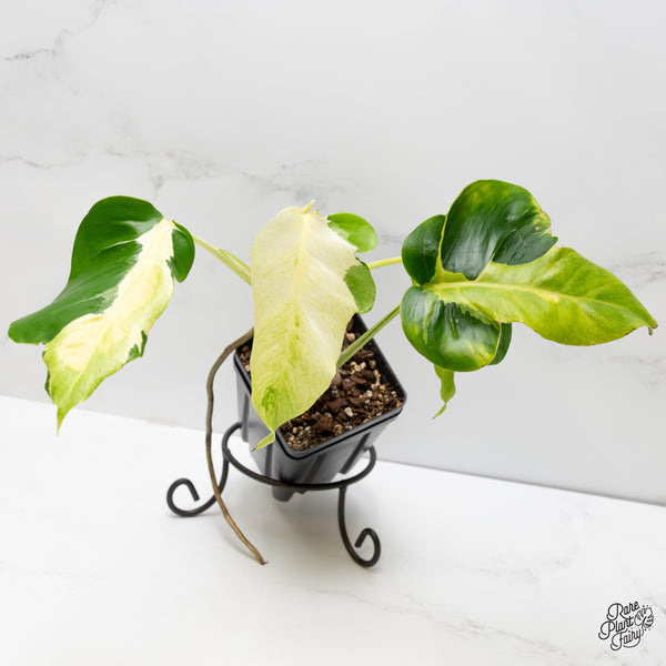 Monstera Deliciosa 'White Lava' (wk6-J)