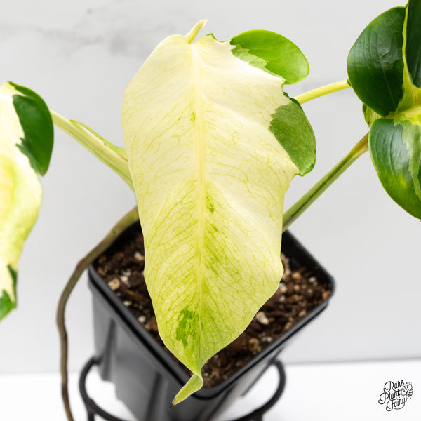 Monstera Deliciosa 'White Lava' (wk6-J)