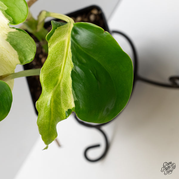 Monstera Deliciosa 'White Lava' (wk6-J)