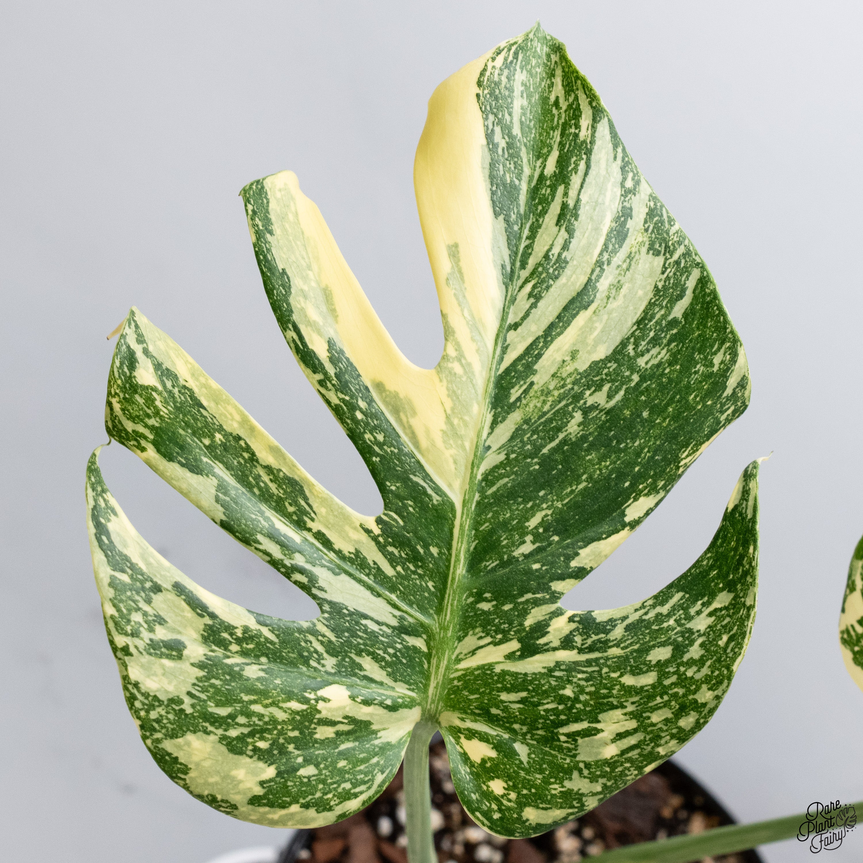 ＊モンステラ＊タイコン＊ミューテーション＊Monstera＊Mutation＊ モンステラ＊タイコン＊ミューテーション＊Monstera＊Mutation