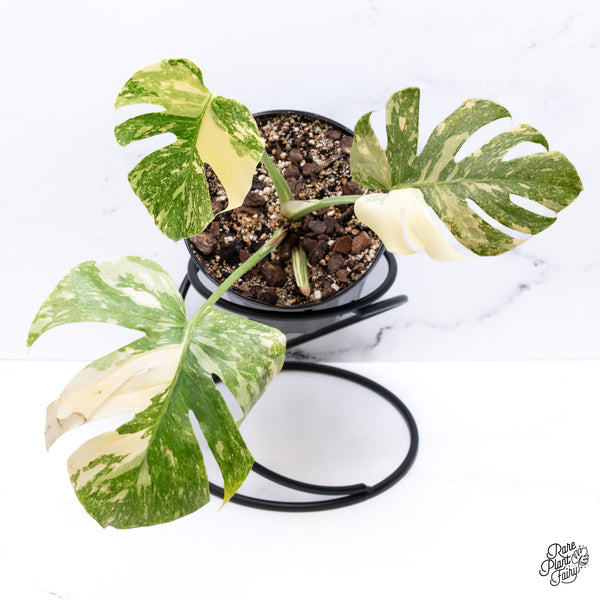 Monstera Deliciosa 'White Snow' (Thai Constellation Mutation) (wk42-F)