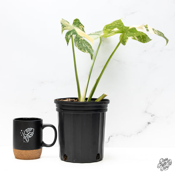 Monstera Deliciosa 'White Snow' (Thai Constellation Mutation) (wk42-F)