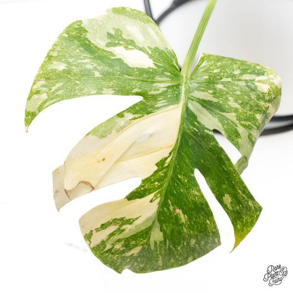 Monstera Deliciosa 'White Snow' (Thai Constellation Mutation) (wk42-F)