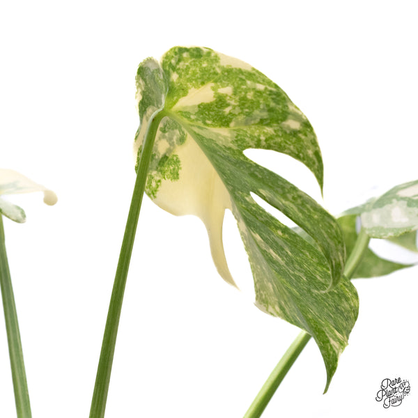 Monstera Deliciosa 'White Snow' (Thai Constellation Mutation) (wk42-F)