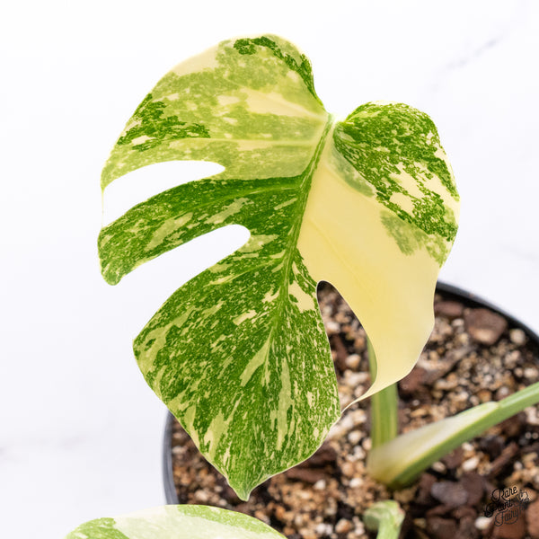 Monstera Deliciosa 'White Snow' (Thai Constellation Mutation) (wk42-F)