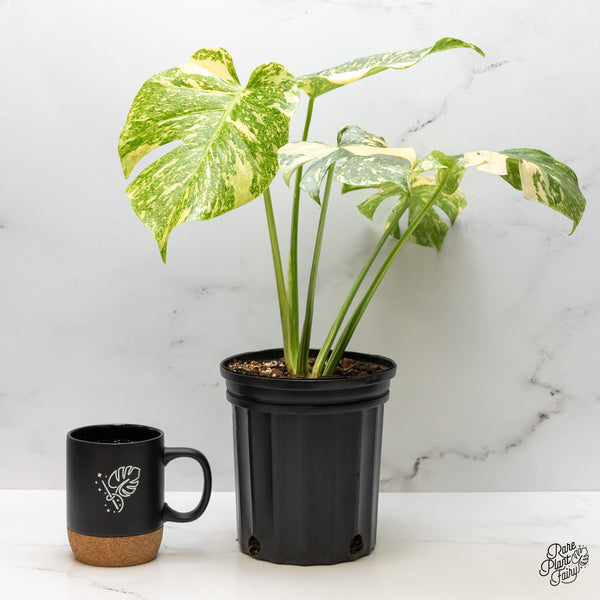 Monstera Deliciosa 'White Snow' (Thai Constellation Mutation) (wk50-E)