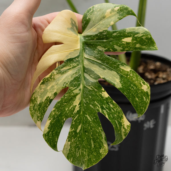 Monstera Deliciosa 'White Snow' (Thai Constellation Mutation) (wk50-E)