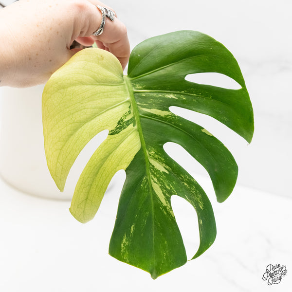 Monstera Deliciosa Albo Variegated (Large Form) (wk4-UF)
