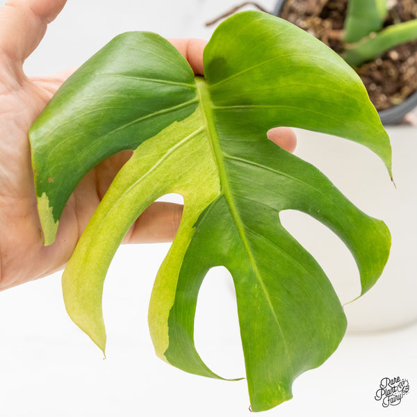 Monstera Deliciosa Albo Variegated (Large Form) (wk4-UF)