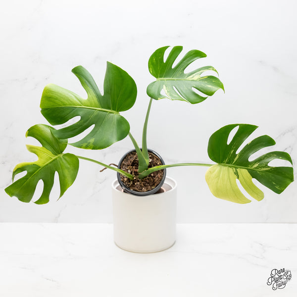 Monstera Deliciosa Albo Variegated (Large Form) (wk4-UF)