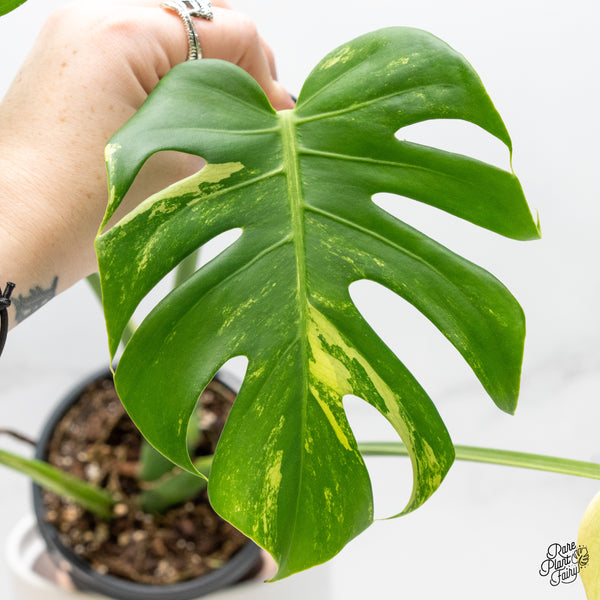 Monstera Deliciosa Albo Variegated (Large Form) (wk4-UF)