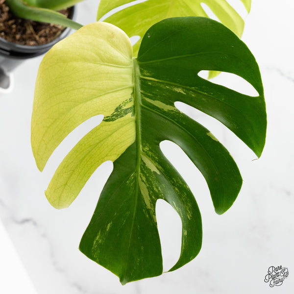Monstera Deliciosa Albo Variegated (Large Form) (wk48-UF)