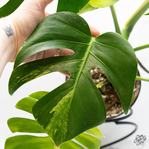 Monstera Deliciosa Albo Variegated (Large Form) (wk49-UR)