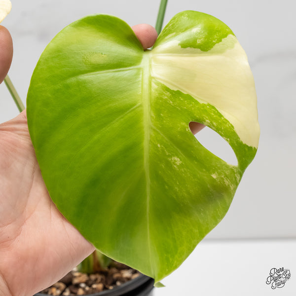 Monstera Deliciosa Albo Variegated (Large Form) (wk6-UI)