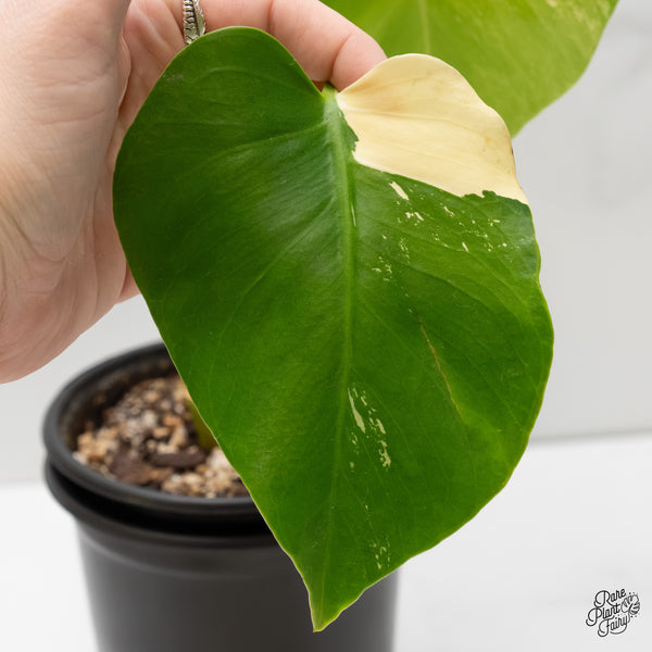 Monstera Deliciosa Albo Variegated (Large Form) (wk6-UI)