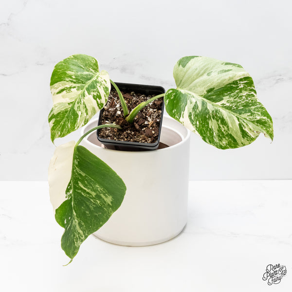 Monstera Deliciosa Albo Variegated (Small Form/Borsigiana) (wk4-B)