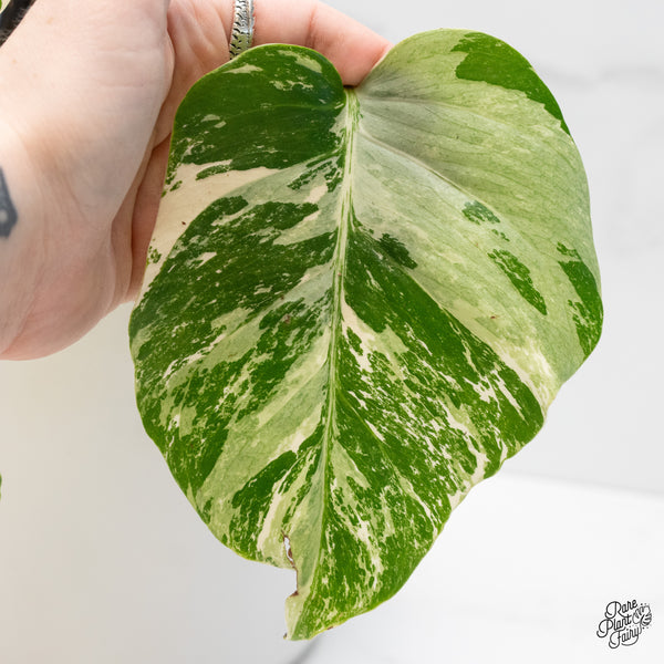 Monstera Deliciosa Albo Variegated (Small Form/Borsigiana) (wk4-B)