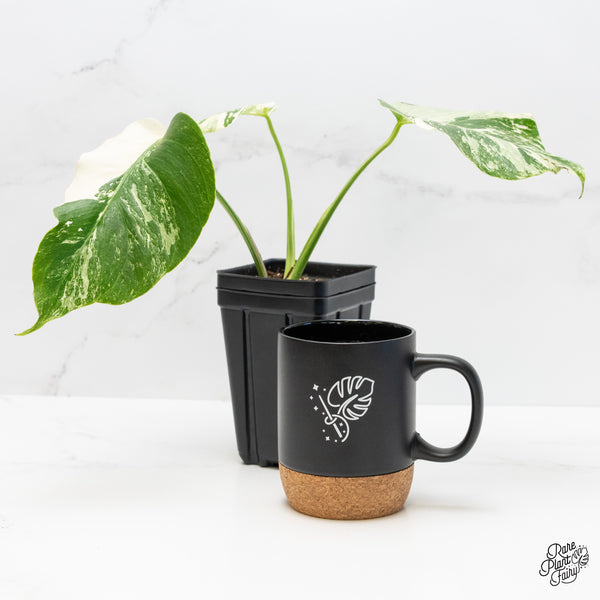 Monstera Deliciosa Albo Variegated (Small Form/Borsigiana) (wk4-B)