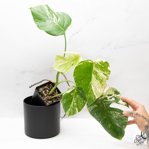 Monstera Deliciosa Albo Variegated (Small Form/Borsigiana) (wk44-B)