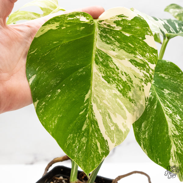 Monstera Deliciosa Albo Variegated (Small Form/Borsigiana) (wk44-B)
