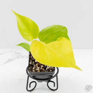 Monstera Deliciosa aurea "Lemon Lime" (Large Form) (wk16-E)
