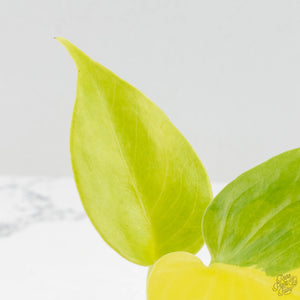 Monstera Deliciosa aurea "Lemon Lime" (Large Form) (wk16-E)