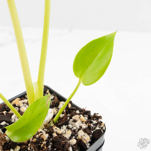 Monstera Deliciosa aurea "Lemon Lime" (Large Form) (wk16-E)