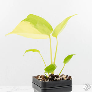 Monstera Deliciosa aurea "Lemon Lime" (Large Form) (wk16-E)