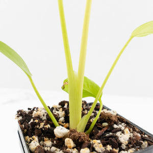 Monstera Deliciosa aurea "Lemon Lime" (Large Form) (wk16-E)