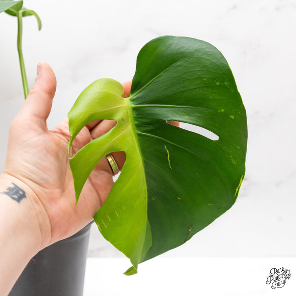 Monstera Deliciosa 'Lime Light' (wk44-J)
