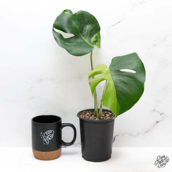 Monstera Deliciosa 'Lime Light' (wk44-J)