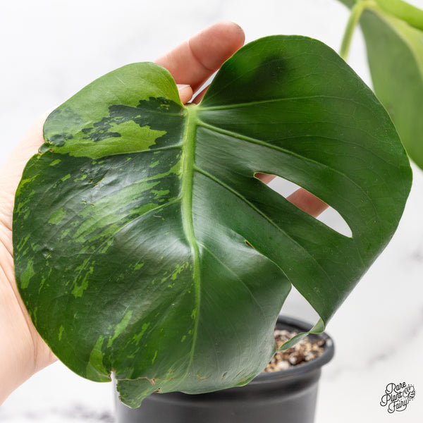 Monstera Deliciosa 'Lime Light' (wk44-J)