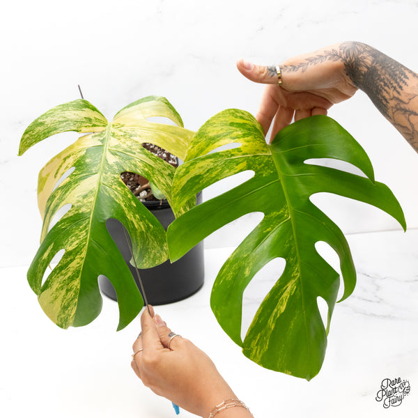 Monstera Deliciosa Aurea Variegated (Small Form/Borsigiana) (wk42-J)