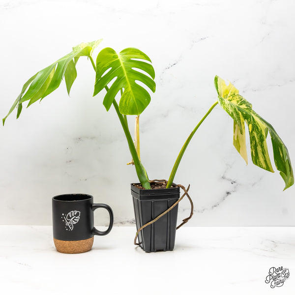Monstera Deliciosa Aurea Variegated (Small Form/Borsigiana) (wk50-C)