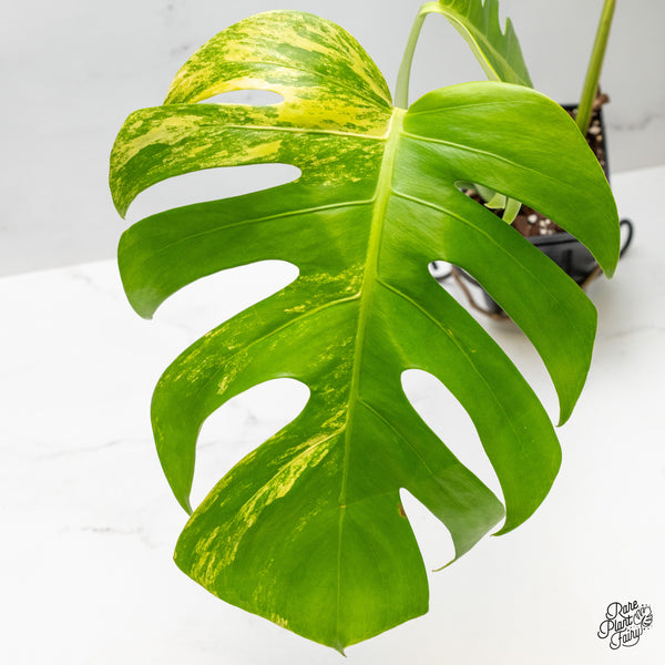 Monstera Deliciosa Aurea Variegated (Small Form/Borsigiana) (wk50-C)