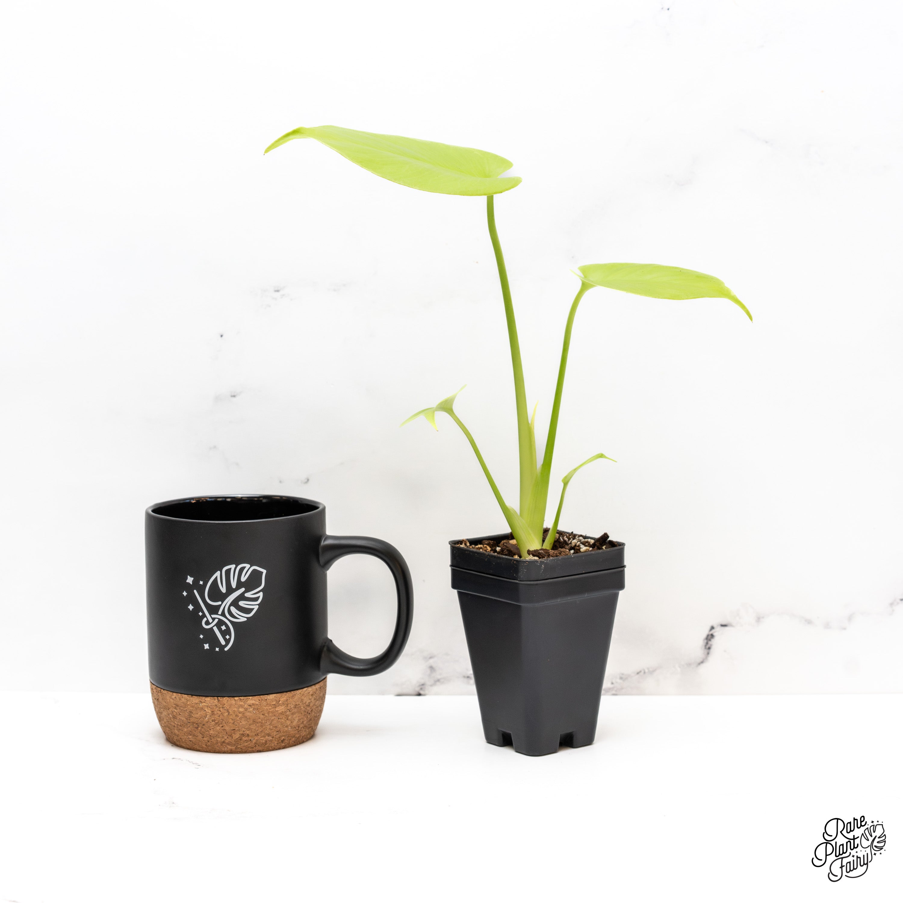 Monstera Deliciosa 'Aurea' (aka 'Lemon Lime') *Grower's Choice