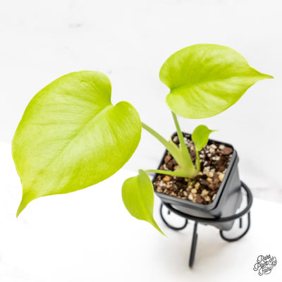 Monstera Deliciosa 'Aurea' (aka 'Lemon Lime')