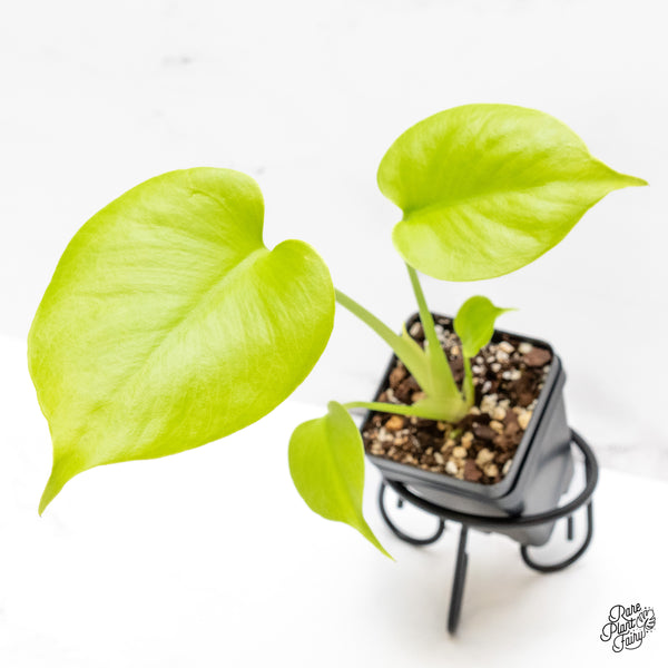 Monstera Deliciosa 'Aurea' (aka 'Lemon Lime') *Grower's Choice*
