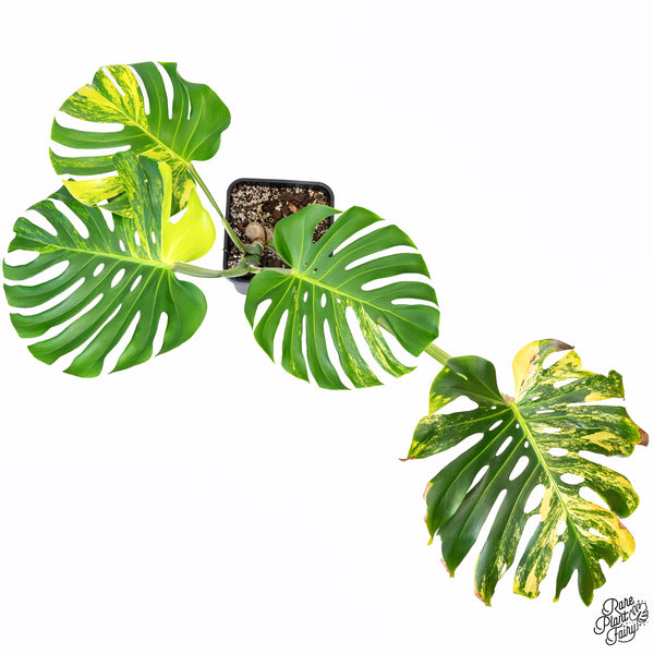 Monstera Deliciosa Aurea Variegated (Large Form) (wk43-C) *XL*