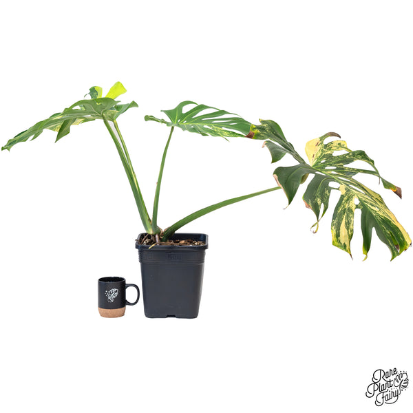 Monstera Deliciosa Aurea Variegated (Large Form) (wk43-C) *XL*