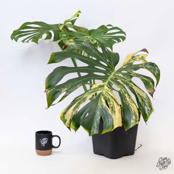 Monstera Deliciosa Aurea Variegated (Large Form) (wk43-C) *XL*