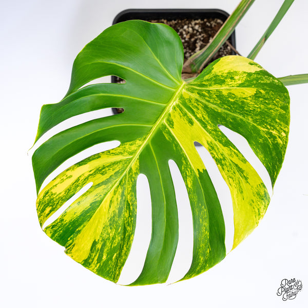 Monstera Deliciosa Aurea Variegated (Large Form) (wk43-C) *XL*