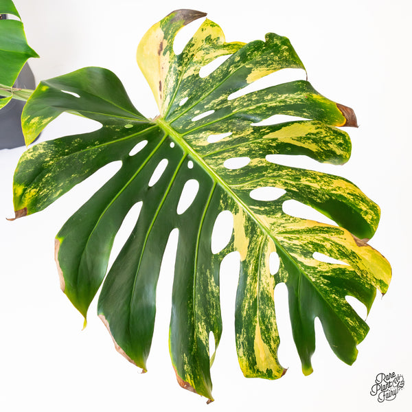 Monstera Deliciosa Aurea Variegated (Large Form) (wk43-C) *XL*