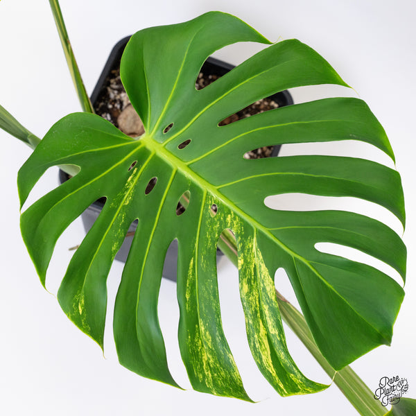Monstera Deliciosa Aurea Variegated (Large Form) (wk43-C) *XL*