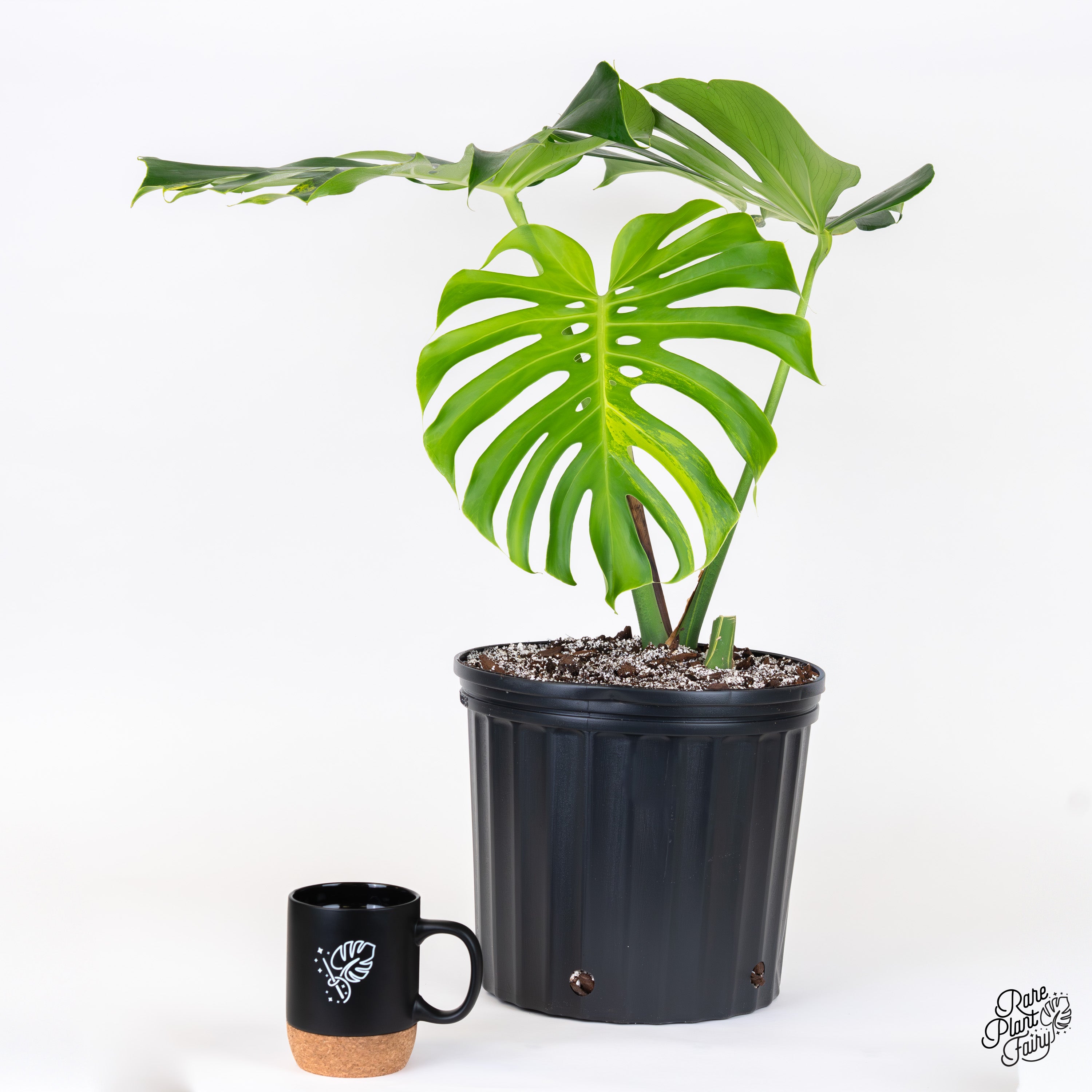 ボンバダアグア　サイデイラ ボンバダアグア SAIDElRA‼️限定ルアー‼️変り目‼️ ボンバダアグア