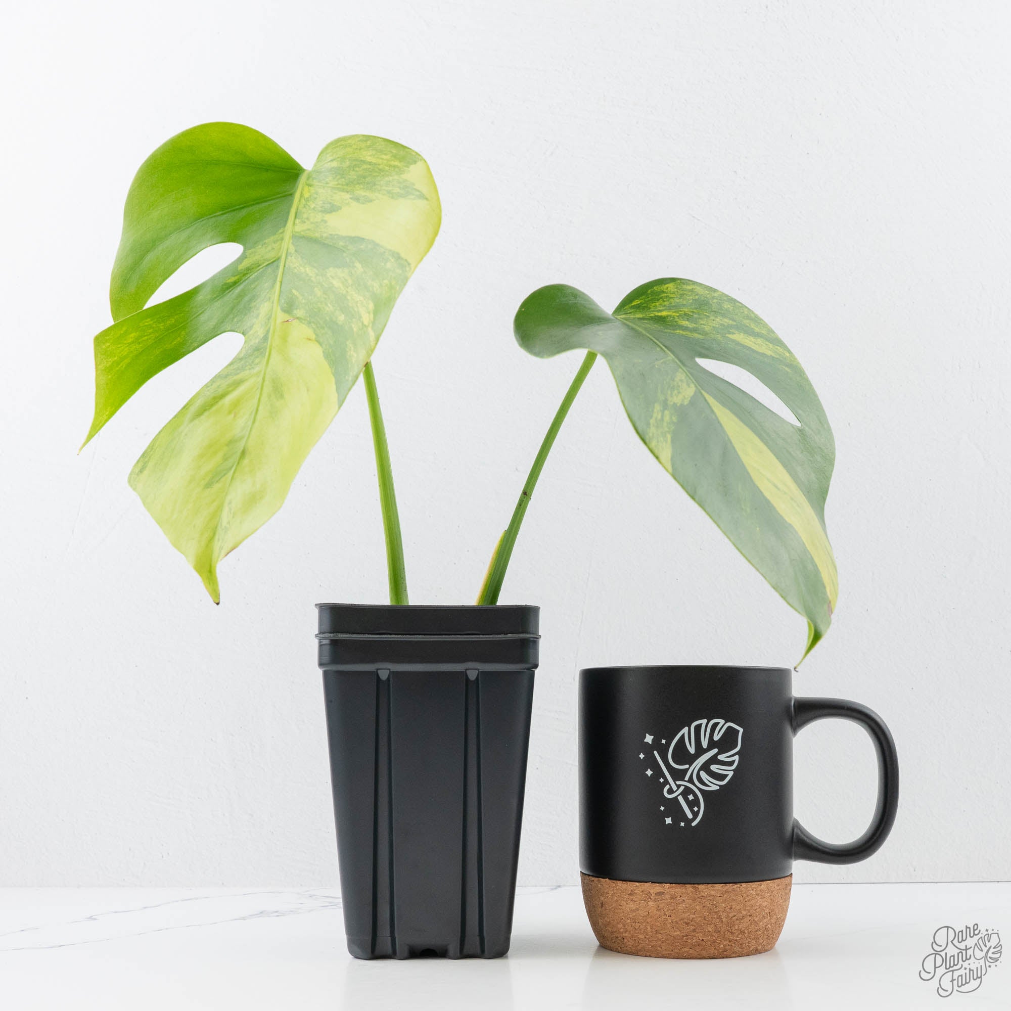 monstera deliciosa and borsigiana Monstera Deliciosa Aurea Variegated (Small Form/Borsigiana) (wk21-A) – Rare Plant Fairy