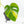 Monstera Deliciosa Aurea Variegated (Small Form/Borsigiana) (wk21-A)