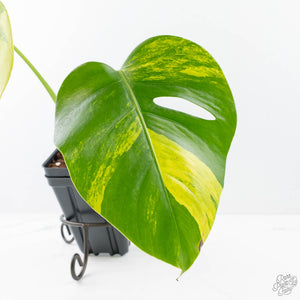 Monstera Deliciosa Aurea Variegated (Small Form/Borsigiana) (wk21-A)